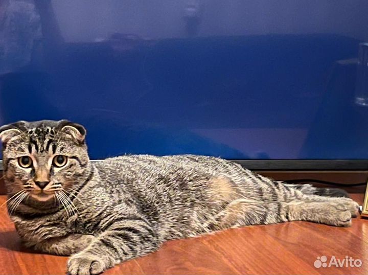 Шотландский кот для вязки вислоухий