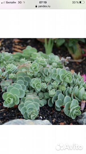 Почвопокровные растения для сада, альпийской горки