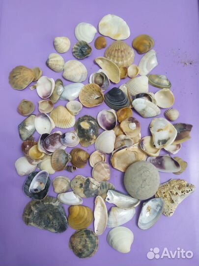 Ракушки для аквариума