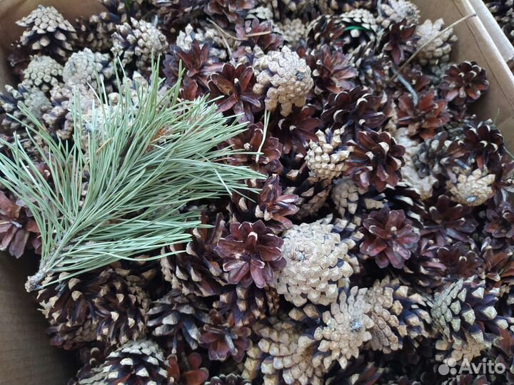 Шишки сосновые, по 2р шт