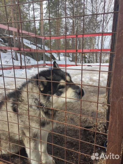 Аляскинский маламут щенки
