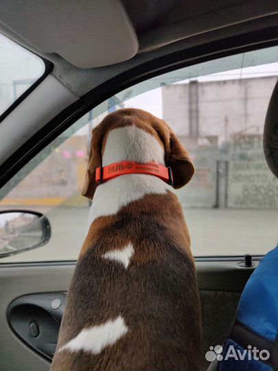 Ошейник для собак из биотана