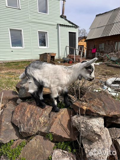 Козлик и козочка