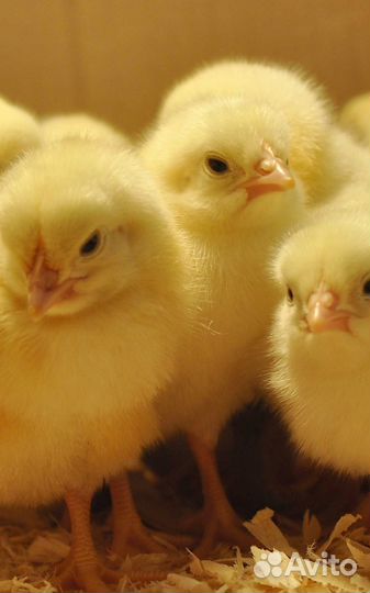 Цыпленок бройлеров