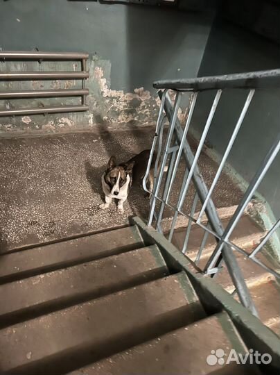 Найдена собака, кобель