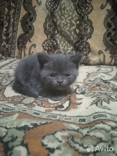Британские котята