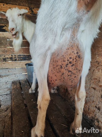 Дойные козы