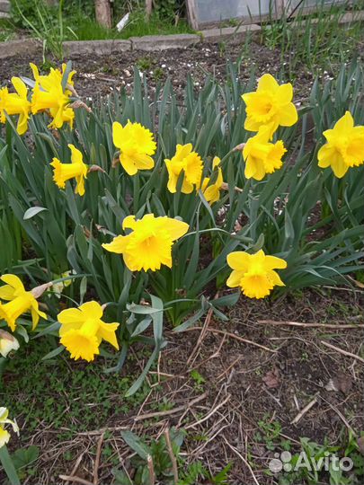 Нарциссы