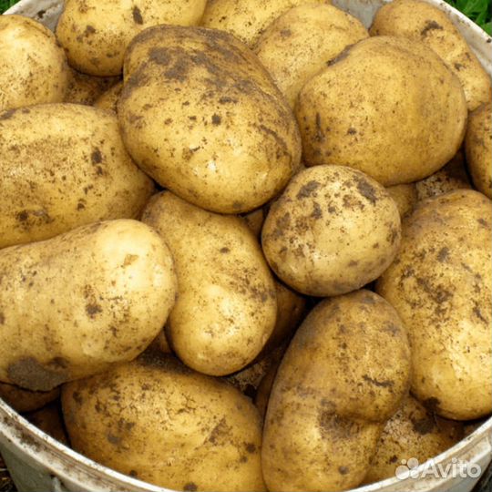 Картофель Гала