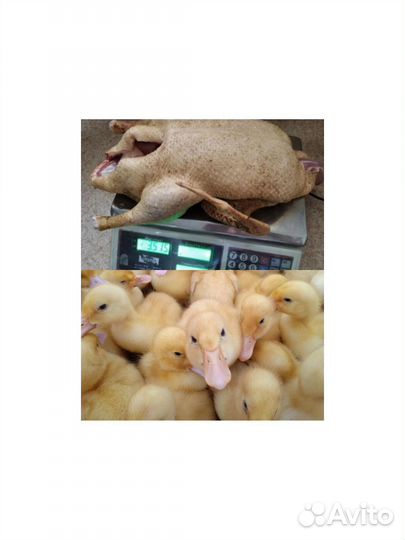 Гусята суточные, утята, цыплята