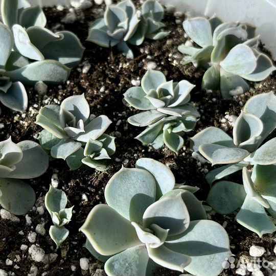 Эхеверия лиловая / растение / суккулент