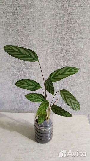 Маранта триколор