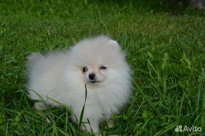 Деврчка пом супер мини