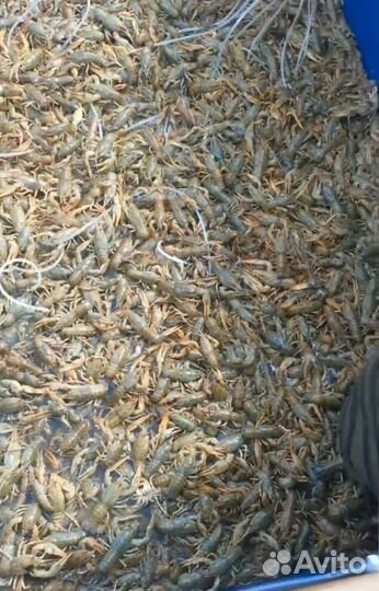 Раки свежие вареные Видное