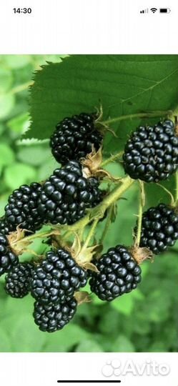 Ежевика торнфри саженцы