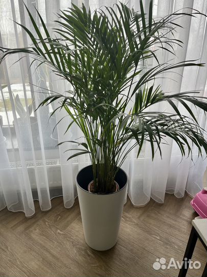 Комнатные растения Арека, Хризолидокарпус, Дипсис