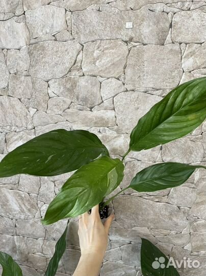 Спатифиллум diamond