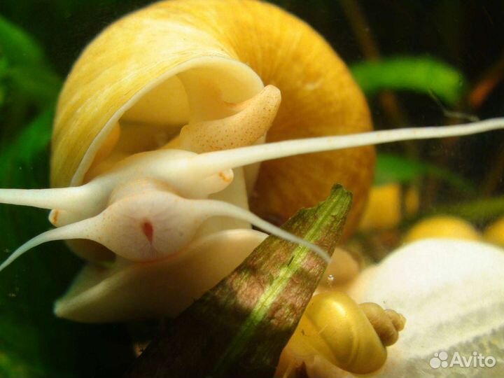 Улитка аквариумная ампулярия