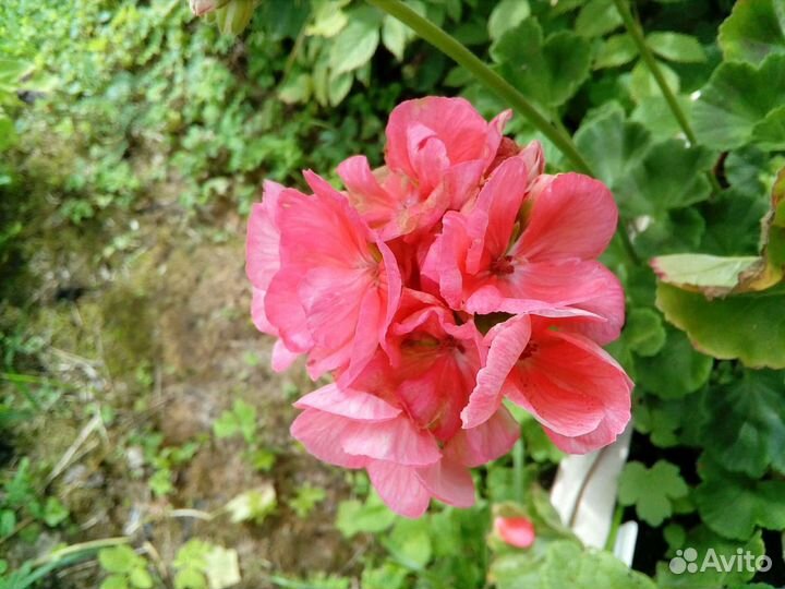 Пеларгонии зональные