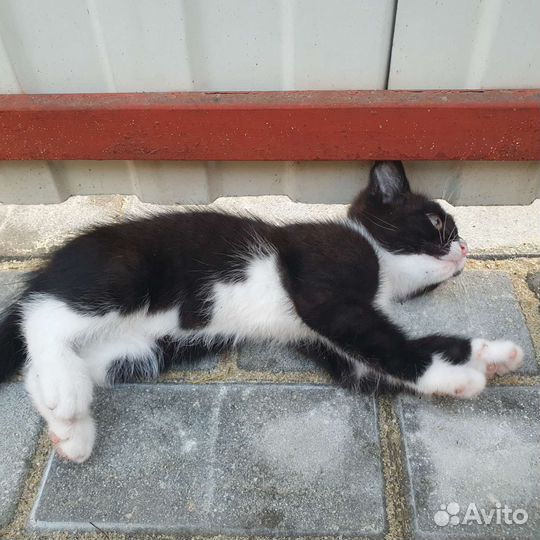 Котенок в дар