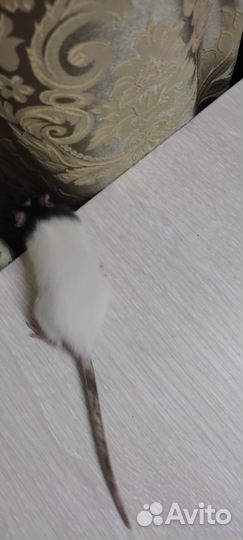 Продаю крысят