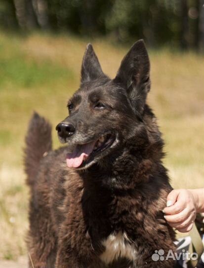 Измените судьбу Бренды