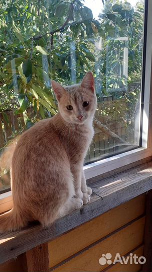 Рыжий кот в дар