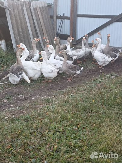 Холмогорские гуси