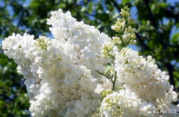 Белая сирень