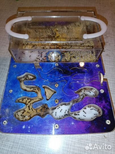 Муравьиная ферма с муравьями