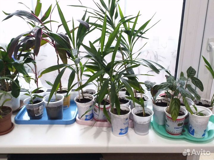 Пальма Кардилина и другие