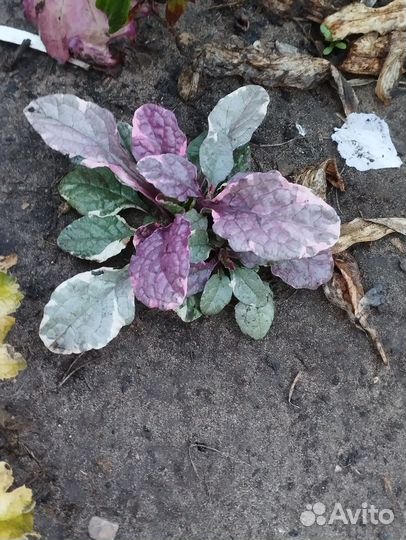 Многолетние цветы