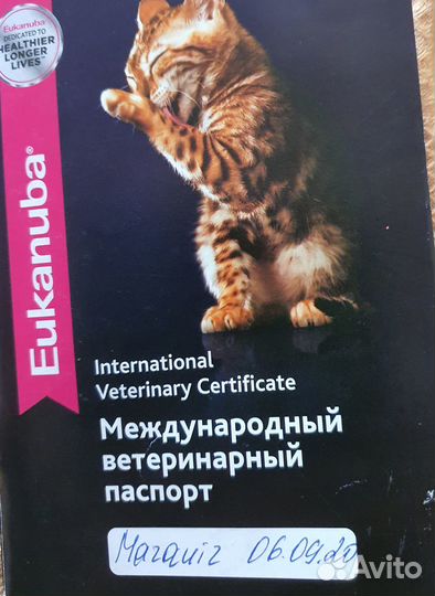 Шотландский кот