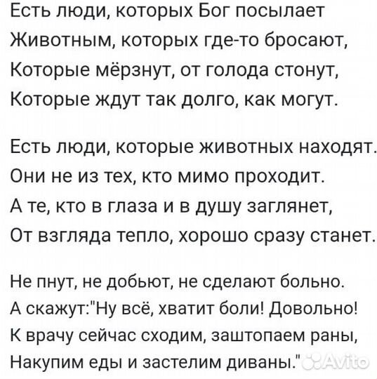 Самый красивый котята