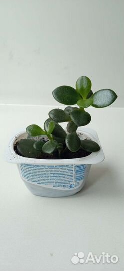 Денежное дерево.Толстянка(крассула)