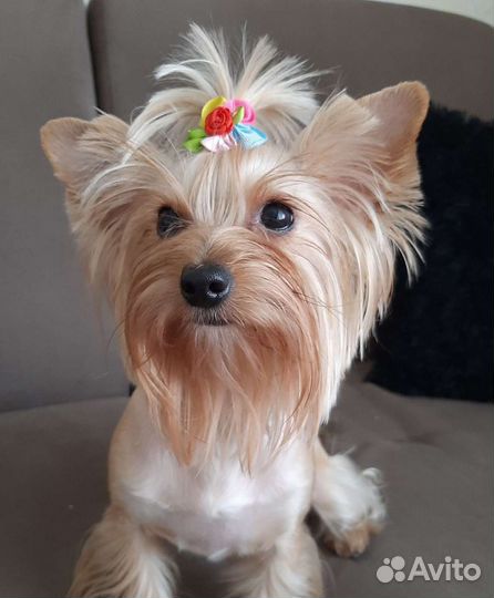 Йоркширский терьер