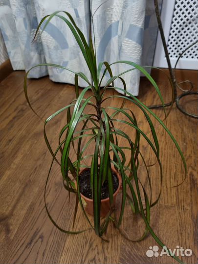 Драцена маргината, толстянка, хлорофитум