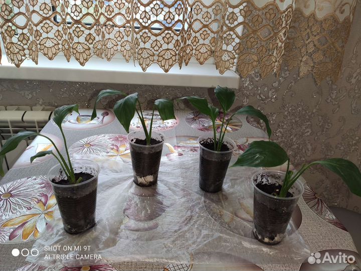 Спатифиллум