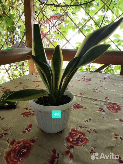 Сансевиерия,тещин язык,щучий хвост,цилиндрика