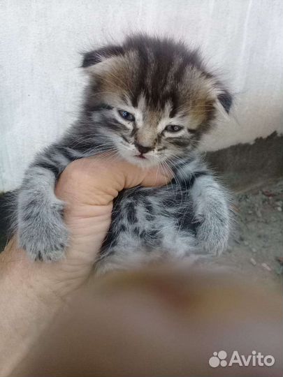 Котята в добрые руки бесплатно