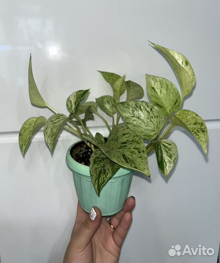 Эпипремнум марбл квин