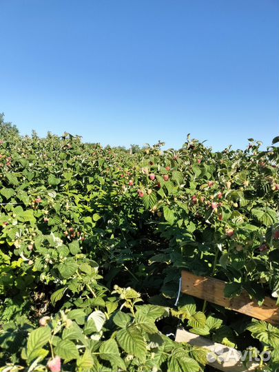 Саженцы ремонтантной малины