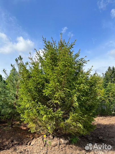 Саженцы ели из питомника
