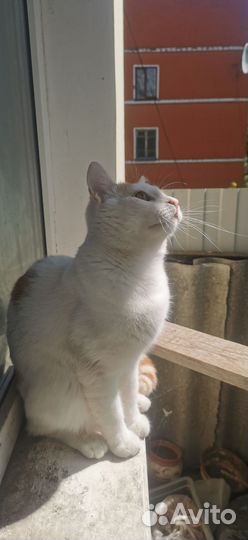 Молодой кот, мышелов