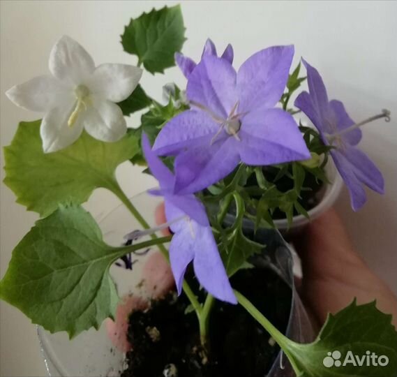 Кислица оксалис, помидоры комнатные, ривина низкая