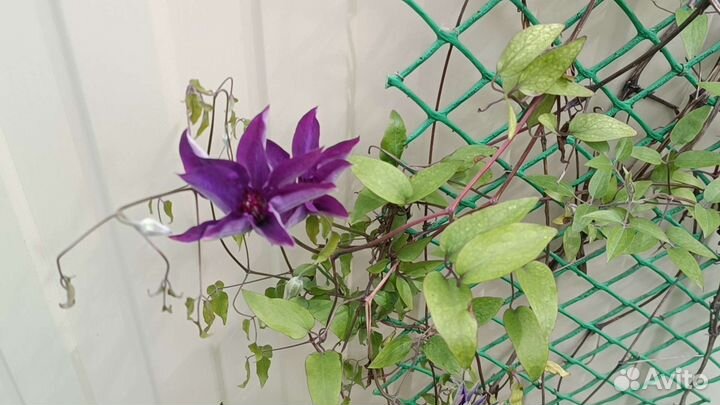 Садовые цветы и растения