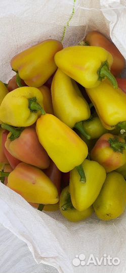 Семена сладкого перца Плутон F1