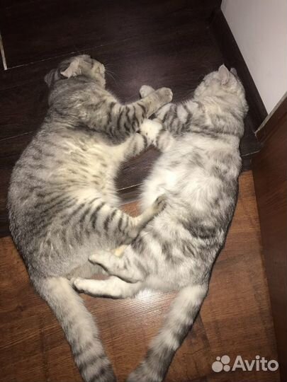 Котята шотландцы