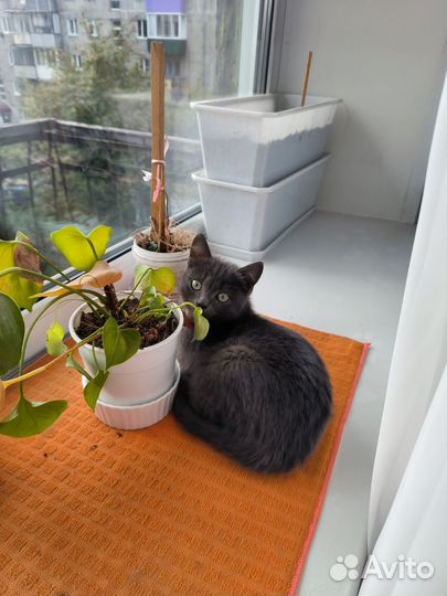 Котенок