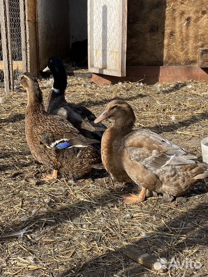 Руанская утка